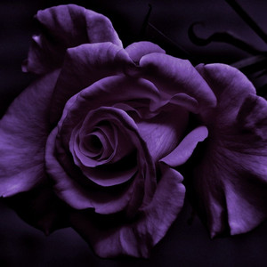 【FREE】“坠入爱河”Blxst&SZA&Luh kel（R&B Type Beat）