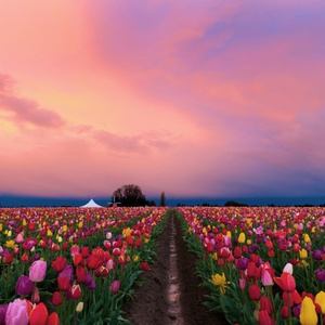 Shades of grey (Josh Philips remix)