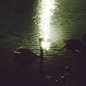 Birds, in Twos