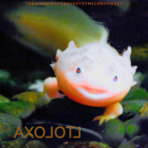 Axolotl