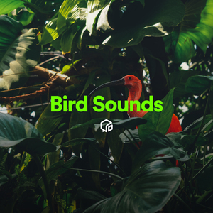 Stream Water Dripping with Birds in Forest (Loopable With No Fade)