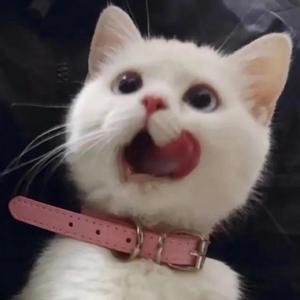 情人（慵懒女声版）（翻自 蔡徐坤）