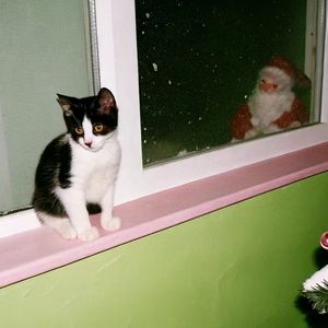 白菜梗与大番薯