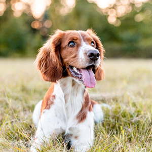 Tranquil Canine Night Tunes