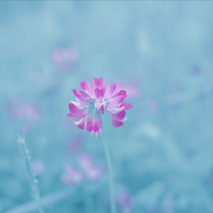 玫瑰啊玫瑰（刷题背书轻音乐）