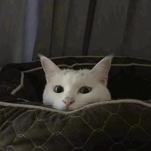 春风十里