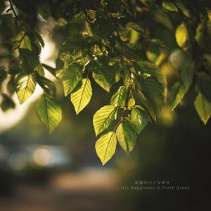 若葉の小さな幸せ– Little Happiness in Young Leaves