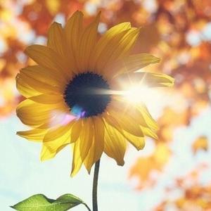 红蝴蝶 翻自 吴卓羲（翻自 吴卓羲）