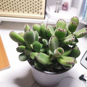 音频转码_1709952657725