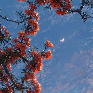 Sleepy Bedroom Loops