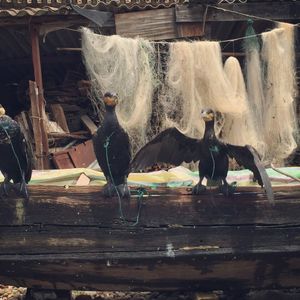 过年了（翻自 贺东）