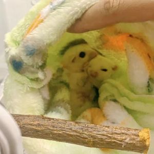 飞 仙 贝