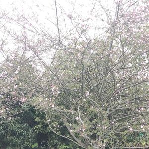 如诗如歌