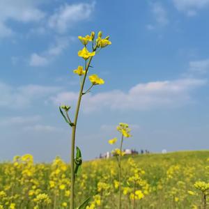 油菜花