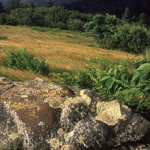 亲爱的哥哥你要听我说