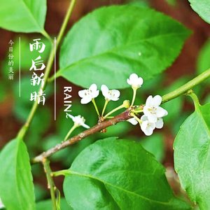 雨后新晴