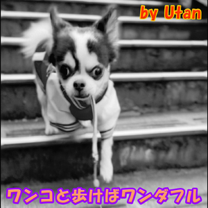 ワンコと歩けばワンダフル