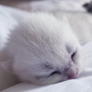 不待（Cover 忱忱老板）（翻自 忱忱老板）