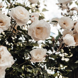 Segajakah Kau Kirimkan Undangan