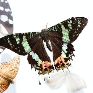 黑蝴蝶1