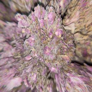Buds & Kushs