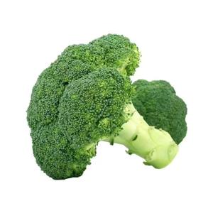 我不是你的宋冬野 mmm