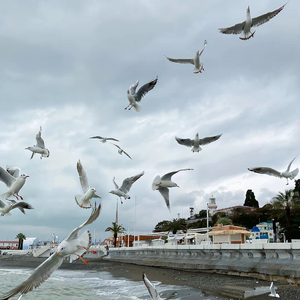 再飞行（吉他）