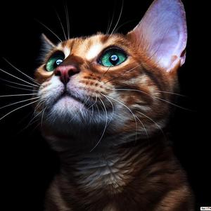 我不是你的宋东野(摸鱼佬)