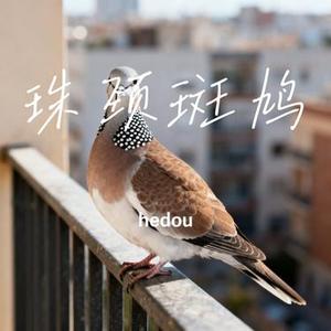 珠颈斑鸠