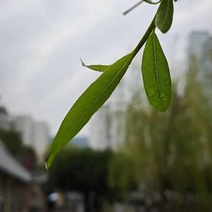 夏雨（Prod.by Youngblood City）