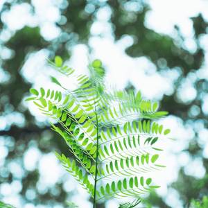 当阳光来临时 (八音盒)