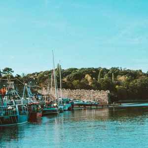 动物森林 (钢琴曲)