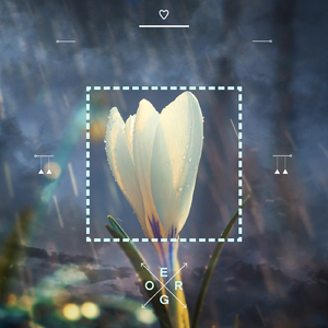 날개를 접은 나비