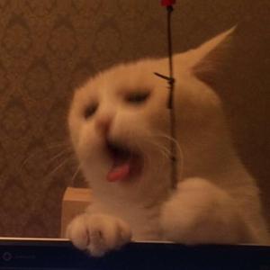 Sincow or idol（Prod by 张杰峻）