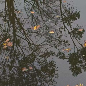 昼夜颠倒的鸟.wav
