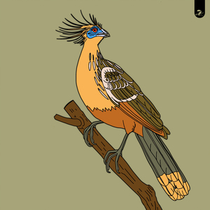 Hoatzin