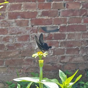 满天雪花心永炽热