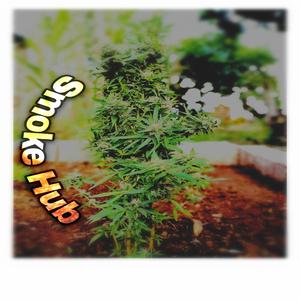 Smoke Hub