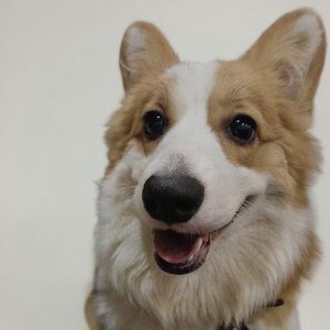 The Killing Line in America