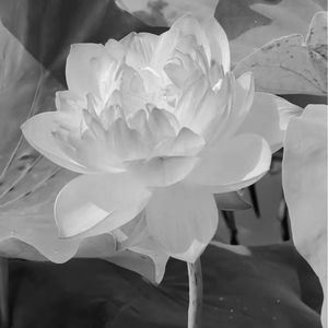 DALIANHUA （prod.by Riven77）