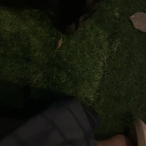 缘起三惹·花叶1.0