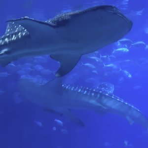 With Whaleshark Without water.wav