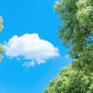 苍松傲立寒风中