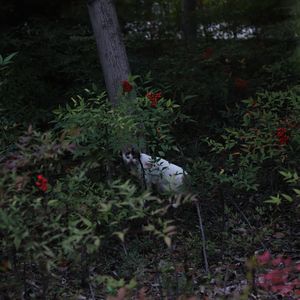 Hillsong Young & Free-wake1.15倍节奏版（k1cz remix）