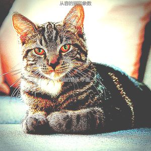 微妙的放松的猫心情