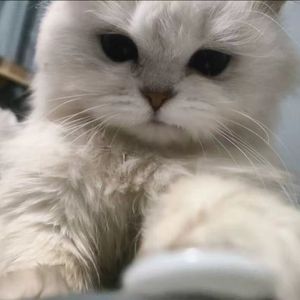 全世界都看出我爱你