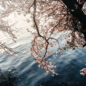 樱落