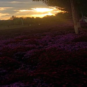 毕业礼服与学士帽