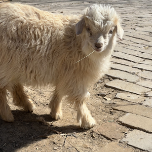 如果可以没有人愿意成为凌晨街道放飞自我的理想青年