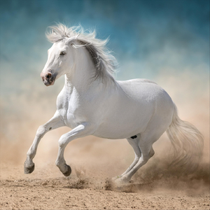 Siempre Fui Tu Santo